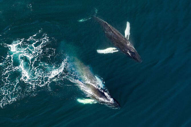Whale Watching and Golden Circle Tour from Reykjavik - Group Size, Comfort, and Guide Energy