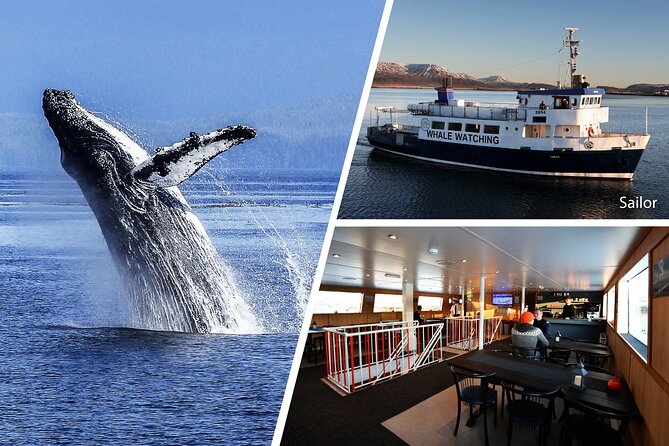 Whale Watching and Marine Life Tour in Reykjavik - Faxafloi Bay, the Search Zone Where Close Encounters Happen