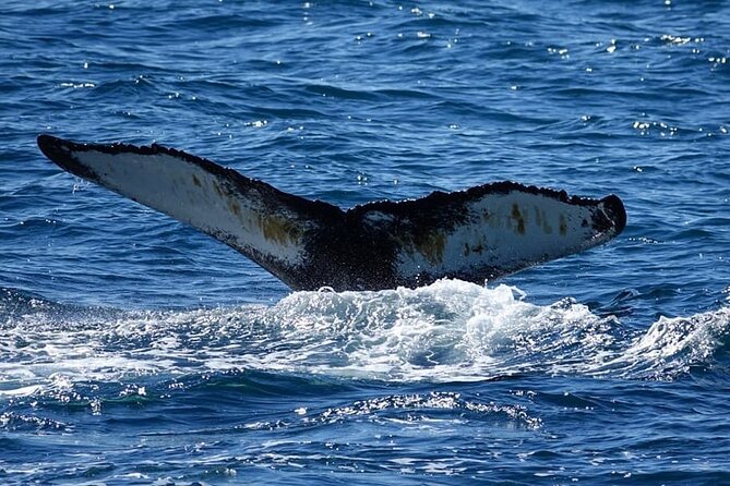 Whale Watching and Marine Life Tour in Reykjavik - Engey, Lundey, and Viðey: Island Passes for Birds, Puffins, and Big Views