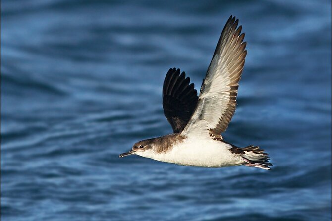 Whale Watching and Marine Life Tour in Reykjavik - What You Can See: Whales, Dolphins, Orcas, and the Species Mix You Actually Get