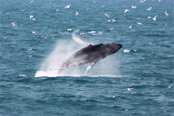 Whale Watching and Northern Lights Half-Day Combo Tour - The evening Northern Lights hunt: more than standing in the cold