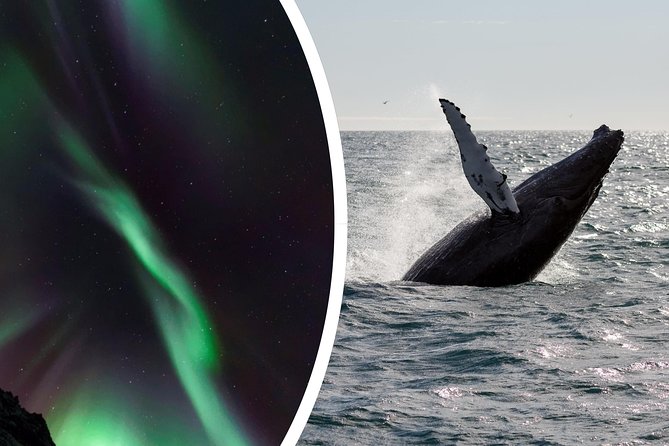 Whale Watching and Northern Lights Half-Day Combo Tour - When the lights do not show: how the tour tries to fix it