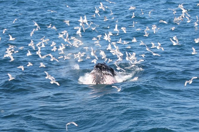 Whale Watching and Northern Lights Half-Day Combo Tour - Timing and what to bring, so you do not waste energy