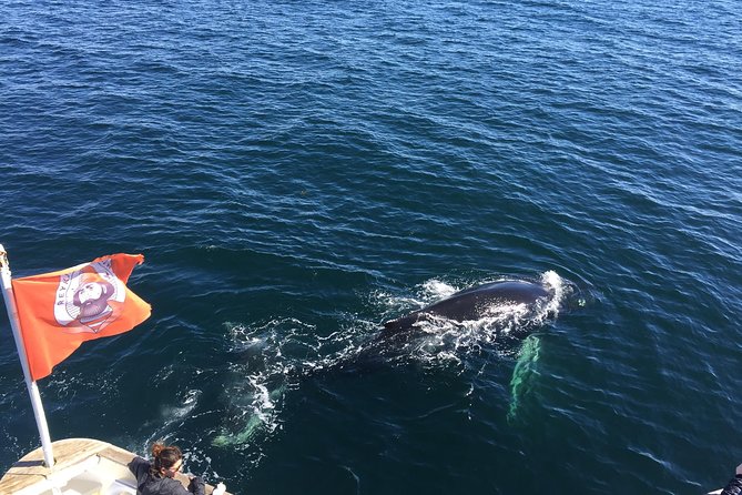 Whale Watching and Northern Lights Half-Day Combo Tour - Starting at Geirsgata 11, with a crew that runs the night