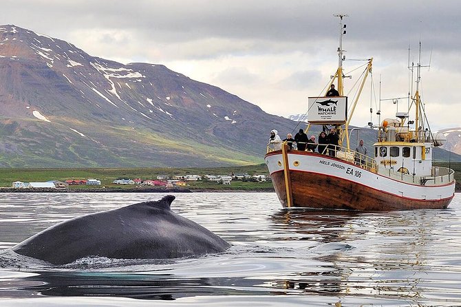 Whale Watching and Sea Angling Tour - Key points before you board
