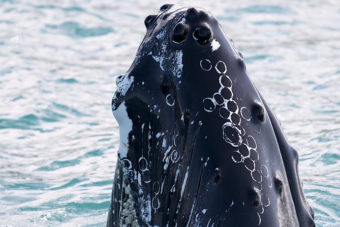 Whale Watching and Sea Angling Tour - Why Hauganes and Eyjafjörður boost your whale odds