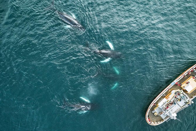Whale Watching and Sea Angling Tour - Sea angling: when your fishing time actually counts