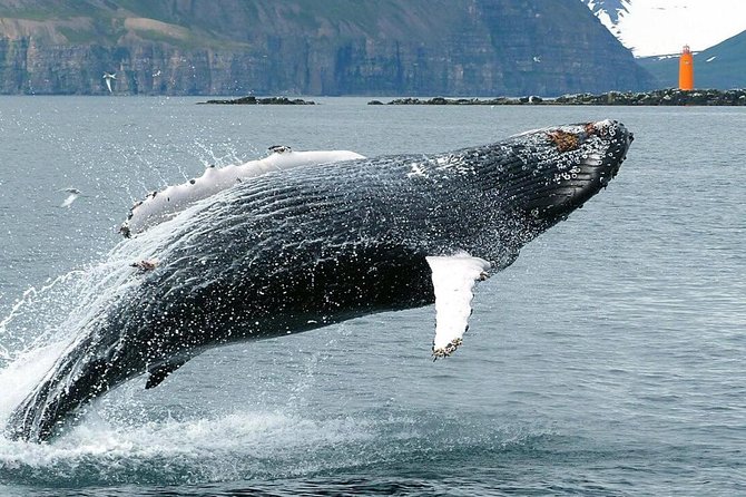 Whale Watching and Sea Angling Tour - Boat comfort, crowding, and getting aboard in Iceland cold