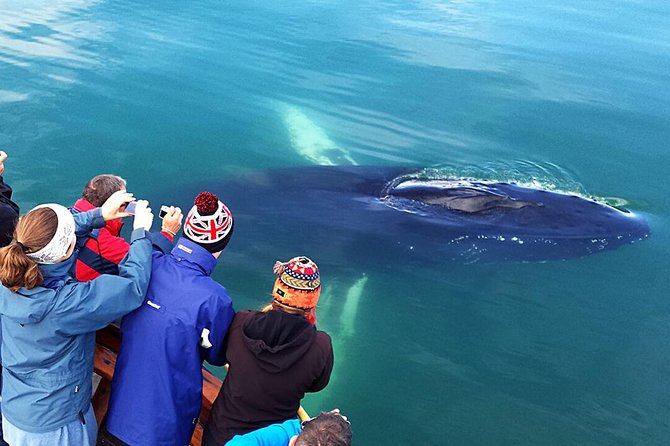 Whale Watching and Sea Angling Tour - Price and value: is $100 worth it here?