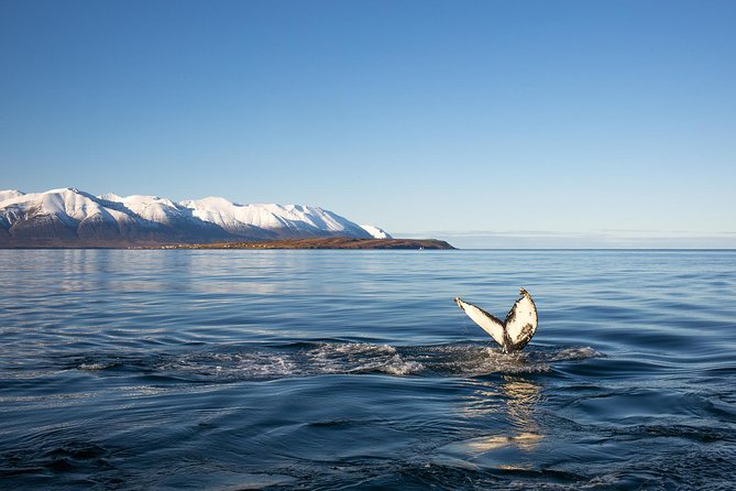 Whale Watching and Sea Angling Tour - Staying warm without killing the fun