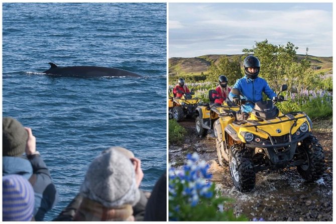 Whale Watching & ATV Adventure from Reykjavik - How the day flows from ATV training to whale watching
