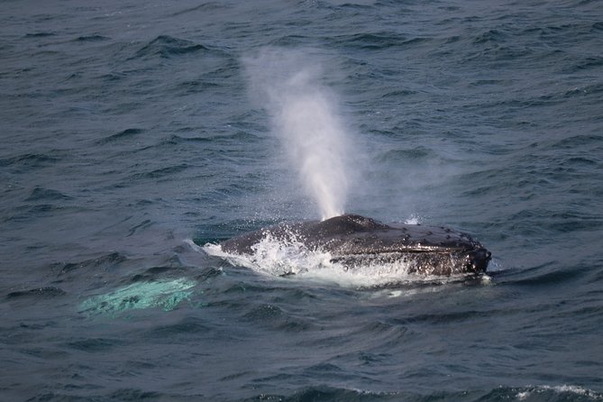 Whale-Watching Boat Tour with Expert Guide from Reykjavik - Key Highlights You’ll Care About