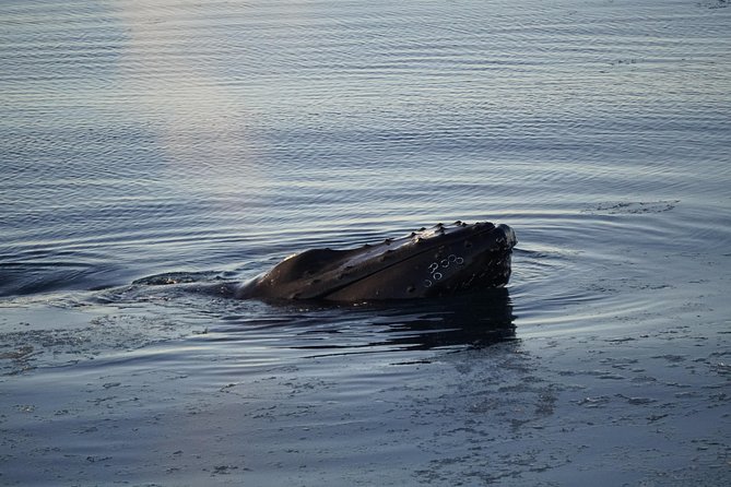 Whale-Watching Boat Tour with Expert Guide from Reykjavik - Using the Naturalist Guide to Spot Faster