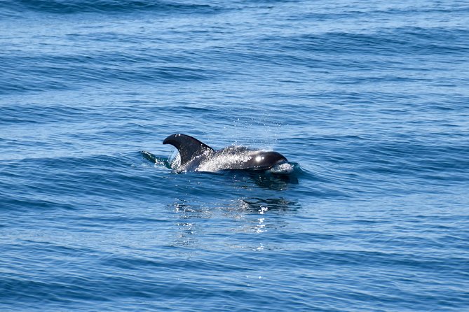 Whale-Watching Boat Tour with Expert Guide from Reykjavik - Express 2.5 Hours vs Extended 3.5 Hours: Picking the Right Fit
