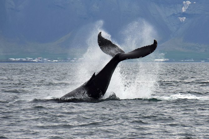 Whale-Watching Boat Tour with Expert Guide from Reykjavik - Deck vs Indoors: Where You Should Stand (and When)