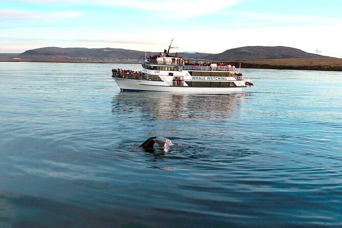 Whale-Watching Boat Tour with Expert Guide from Reykjavik - Photo-Friendly Extras: Wi-Fi and Photo Timing