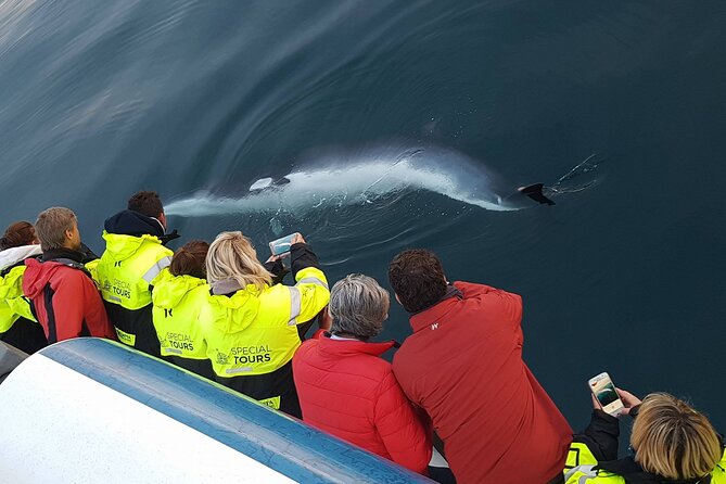 Whale-Watching Boat Tour with Expert Guide from Reykjavik - If You See Nothing: The Try-Again Reality Check