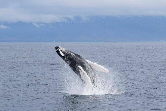Whale-Watching Boat Tour with Expert Guide from Reykjavik - What You’re Likely to See in Faxaflói Bay