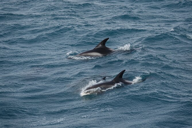 Whale Watching by RIB Speedboat from Downtown Reykjavik - Why Faxafloi Bay is the heart of the hunt