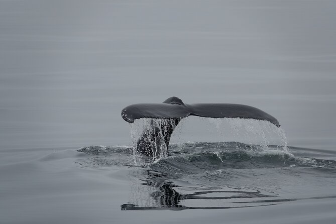 Whale Watching by RIB Speedboat from Downtown Reykjavik - The island route: Engey, Lundey, and Viðey