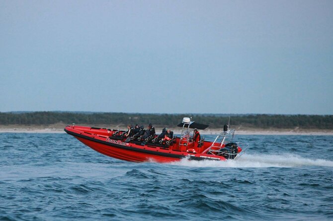 Whale Watching by RIB Speedboat from Downtown Reykjavik - Species you might see, and how the guide increases your odds