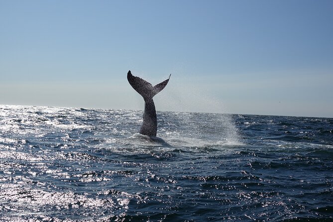 Whale Watching Cruise on a Yacht in Reykjavik - Faxaflói Bay is the wildlife highway outside Reykjavík
