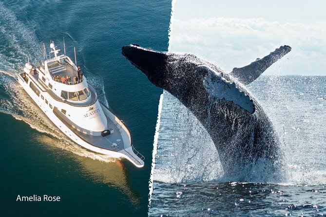 Whale Watching Cruise on a Yacht in Reykjavik - Harpa from sea level: a Reykjavík landmark you notice differently