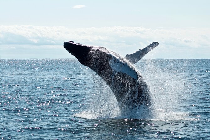 Whale Watching Cruise on a Yacht in Reykjavik - What you are most likely to see, and what happens on off days