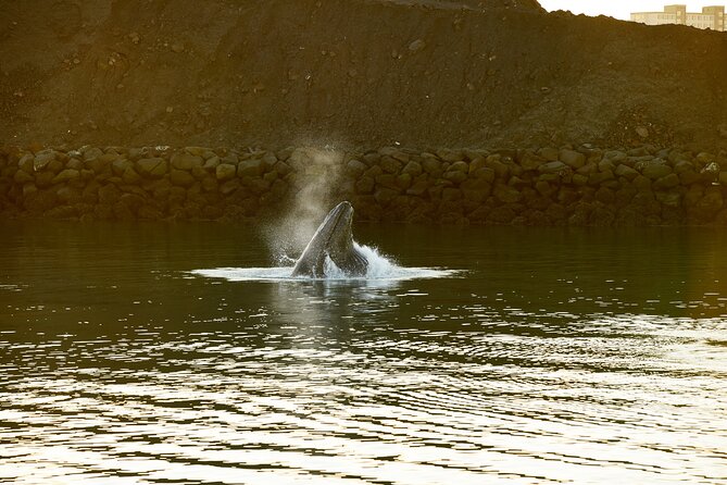 Whale Watching Cruise on a Yacht in Reykjavik - Small-boat realities: wind, cold, and sea sickness
