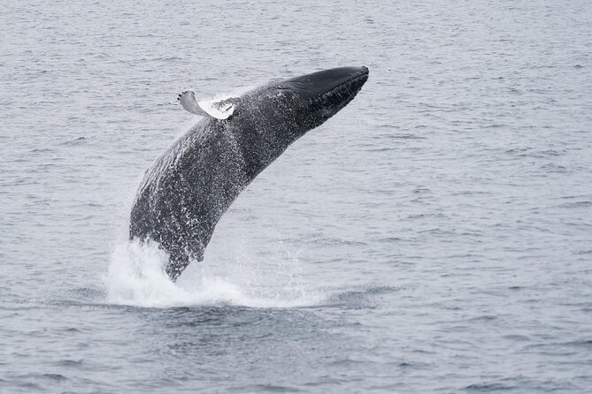 Whale Watching Cruise on a Yacht in Reykjavik - Price and value: $102 for a whale-focused cruise with a safety net