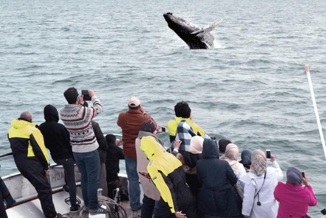 Whale Watching & Dolphin Yacht Cruise - Reykjavik departure from Old Harbour House, and which yacht you might get