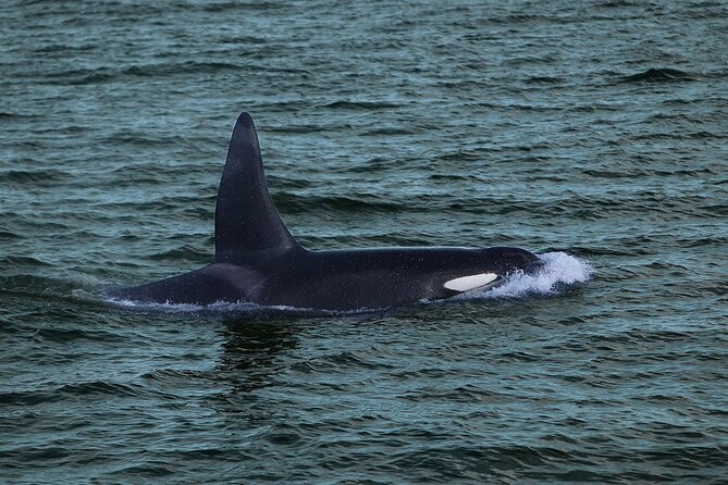 Whale Watching & Dolphin Yacht Cruise - Observation-deck strategy for Reykjavik wind and whale surprises