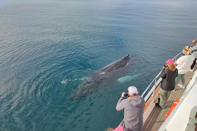 Whale Watching & Dolphin Yacht Cruise - Wildlife you might see in Faxafloi Bay, and how to think about sightings