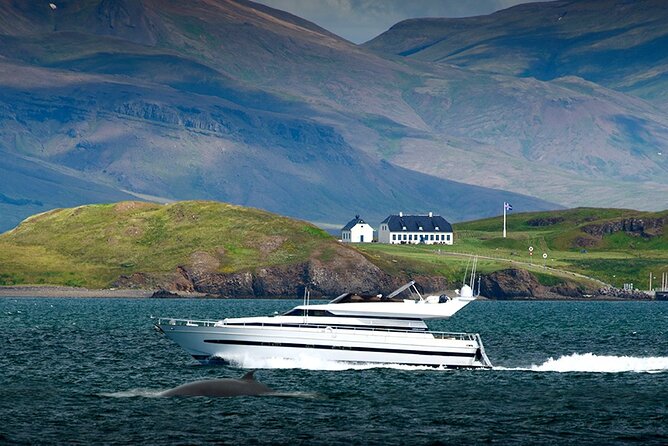 Whale Watching & Dolphin Yacht Cruise - Comfort and extras on the Harpa Yachts cruise: blankets, warmth, and Wi-Fi