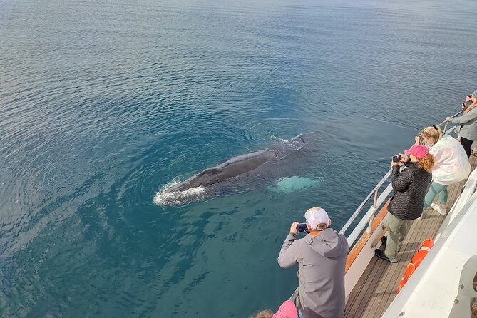 Whale Watching & Dolphin Yacht Cruise - Price, value, and the “second free tour” safety net