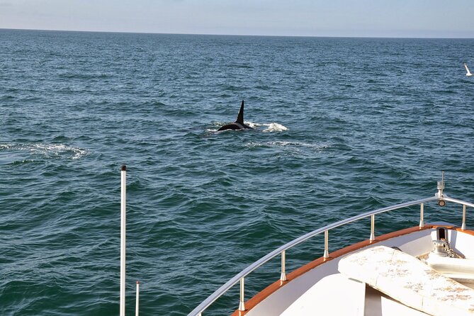 Whale Watching & Dolphin Yacht Cruise - Who should book this cruise, and who might want a different style