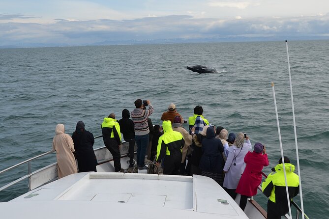 Whale Watching & Dolphin Yacht Cruise - How the onboard guide improves your odds of actually seeing something