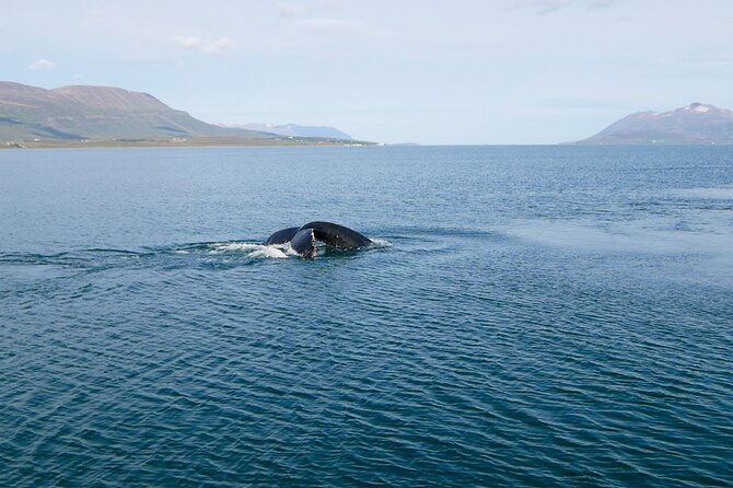 Whale Watching from Akureyri Port - Whales, puffins, and how often you actually see something