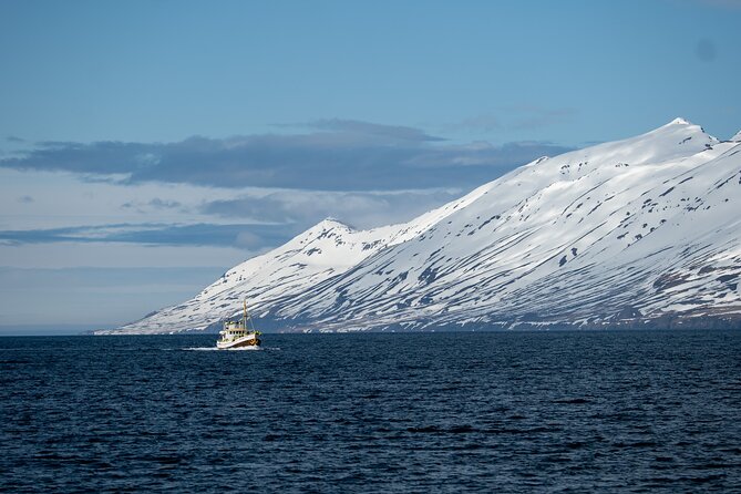 Whale Watching from Akureyri Port - $144.35 value: what you get for a half-day