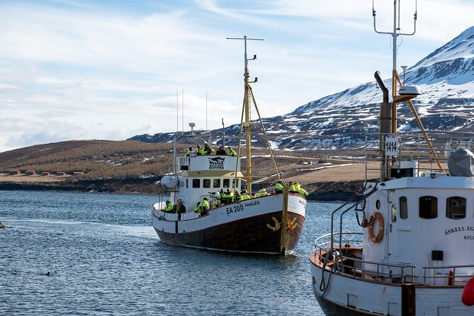 Whale Watching from Akureyri Port - Crowds in summer: how to handle the packed-boat issue