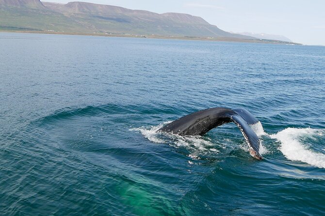 Whale Watching from Akureyri Port - Should you book Whale Watching from Akureyri Port?
