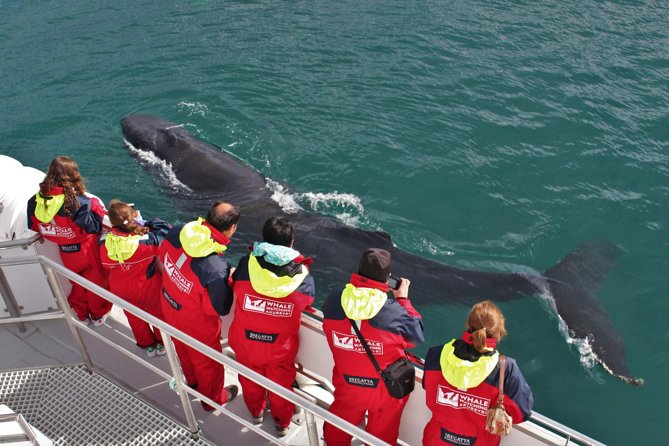 Whale Watching from Downtown Akureyri - Key things I’d plan around