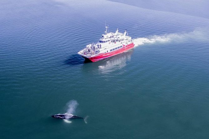 Whale Watching from Downtown Akureyri - How Downtown Akureyri whale watching actually works