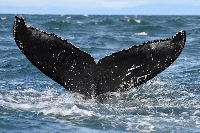 Whale Watching from Downtown Akureyri - What if you do not see whales?