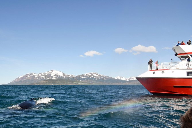 Whale Watching from Downtown Akureyri - The Eyjafjord cruise, and how whales get spotted