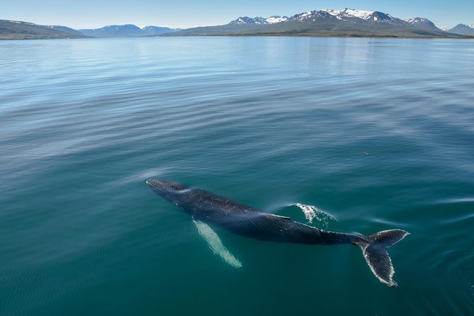 Whale Watching from the Heart of Akureyri - Key highlights you should know before you go