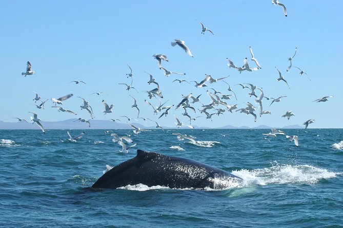 Whale Watching from the Heart of Akureyri - What $112.05 buys you, and why value depends on comfort
