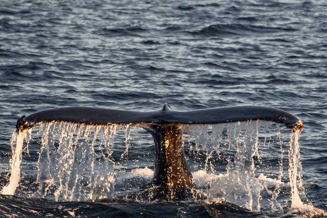 Whale Watching from the Heart of Akureyri - The half-day flow on the water: what you do, step by step