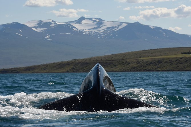 Whale Watching from the Heart of Akureyri - Eyjafjörður sightings: humpbacks, minkes, dolphins, and seabirds