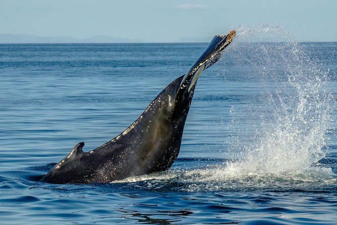Whale Watching from the Heart of Akureyri - Staying warm and hearing the guide when Iceland weather gets loud